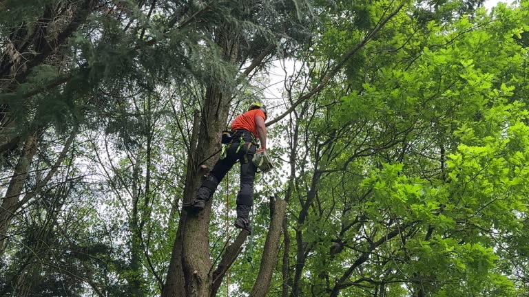 Best Tree Removal  in USA